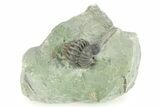Wide, Enrolled Flexicalymene Trilobite - Indiana #284153-1